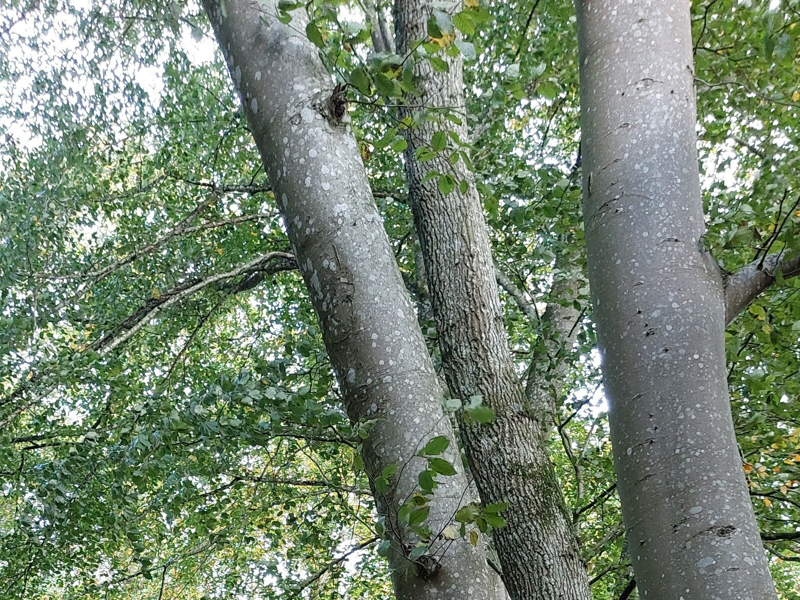 Rando forêt d'Ecouves