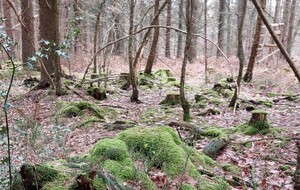 Rando forêt d'Écouves