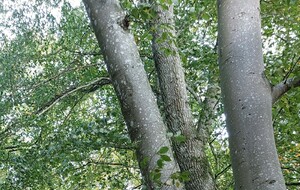 Rando forêt d'Ecouves